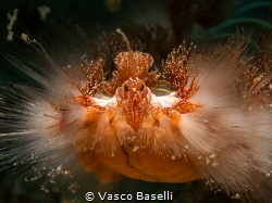 What an extraordinary face fireworms have! by Vasco Baselli 